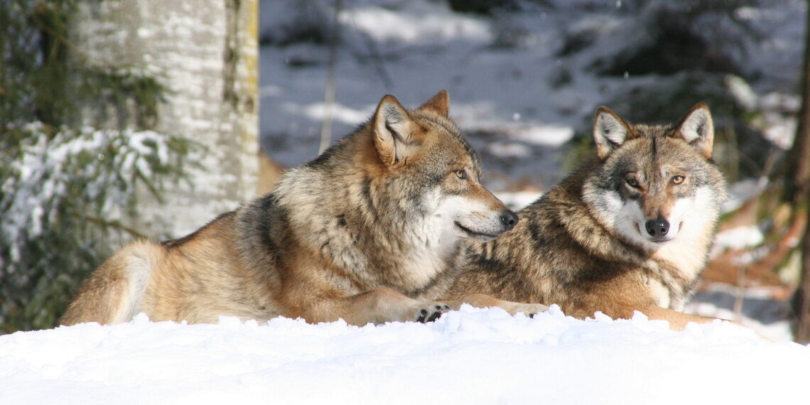Zwei Wölfe liegen im Nationalpark Bayerischer Wald gemeinsam im Schnee.